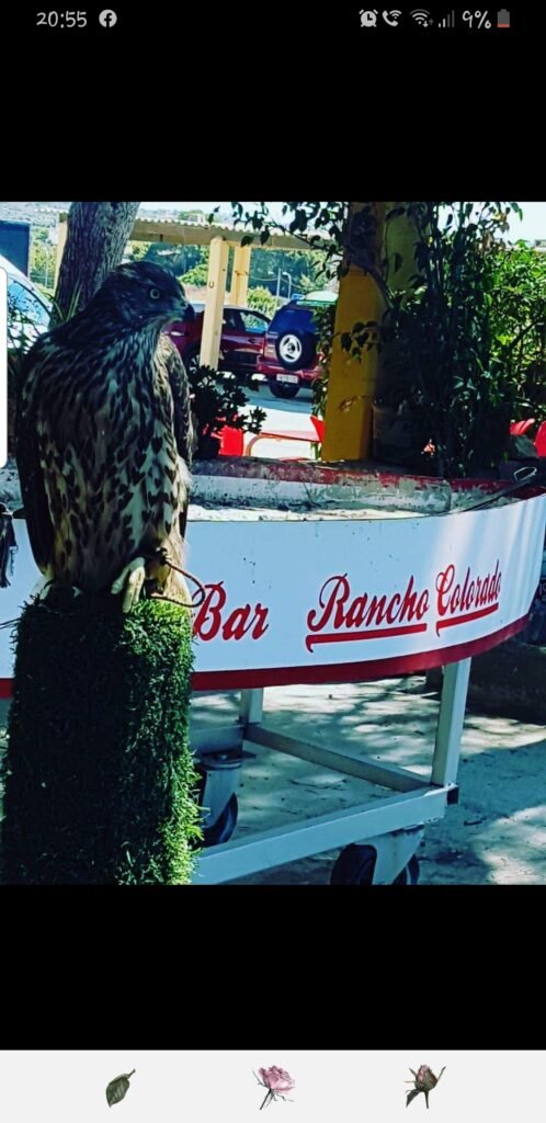 Restaurante bar Rancho Colorado